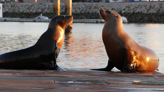 Two pesky juvenile sealions frolic underwater in a sealion nursery cove at San Cristobal Island, Galapagos
