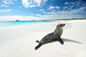 Sea lion suns himself on bright white beach with turquoise seas at Gardner Bay, Espanola Island, Galapagos