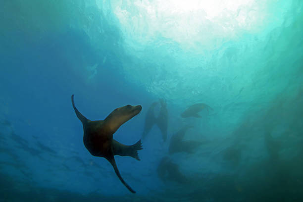 Sea lion swimming underwater at Cabo San Lucas stock photo