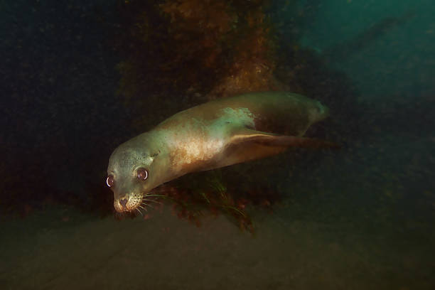 Sea lion swimming underwater at California reef stock photo