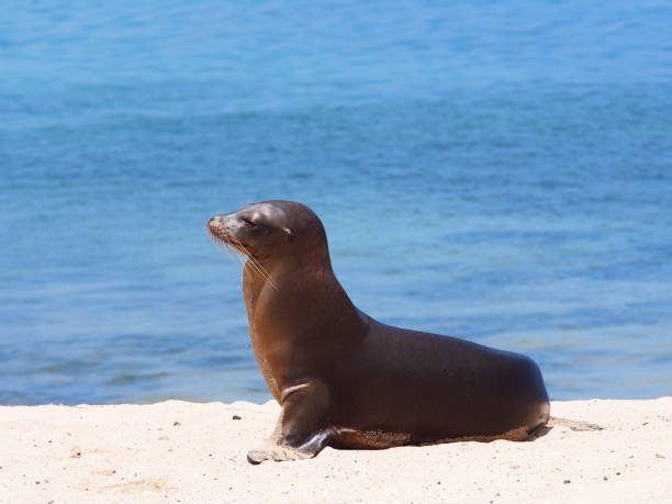 Sea Lion with ocean background stock photo