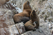 Sea lions relaxing on the rocks of the Ballestas Islands in the Paracas National park. Peru.