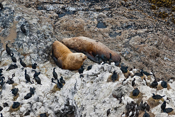 Sea Lions Resting on the Rocks This pair of Sea Lions was photographed while resting on the rocks at Carl G. Washburne Memorial State Park near Florence, Oregon, USA. jeff goulden oregon coast stock pictures, royalty-free photos & images