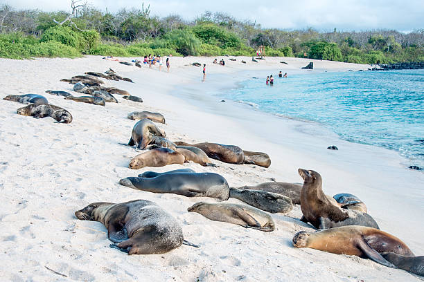 Sea lions resting under the sun, Galapagos stock photo