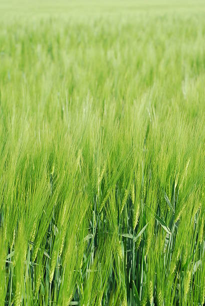 sea of growing barley stock photo