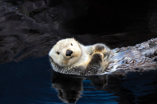 Sea otter floating in the water Sea otter floating in the water otter photos stock pictures, royalty-free photos & images