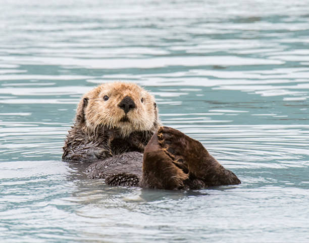 Sea Otter Sea Otter in the Prince William Sound, Alaska otter photos stock pictures, royalty-free photos & images