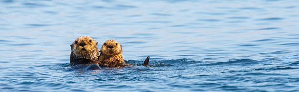Sea Otters , Mother and Pup Sea Otters   otter photos stock pictures, royalty-free photos & images