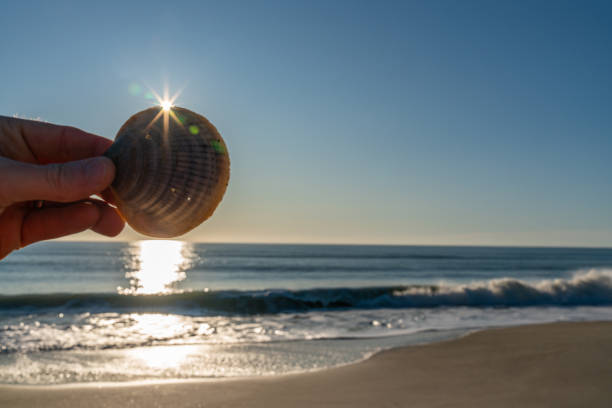 Sea shell and sunshine Sea shell and sunshine at Carolina Beach, North Carolina. carolina beach north carolina stock pictures, royalty-free photos & images