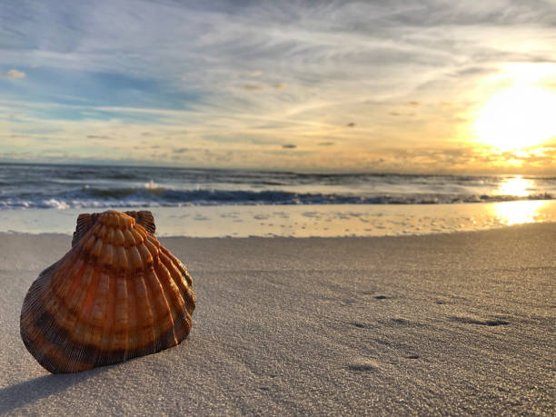 Sea Shell at Sunset stock photo