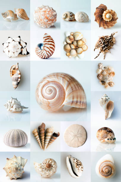 Seashell collage