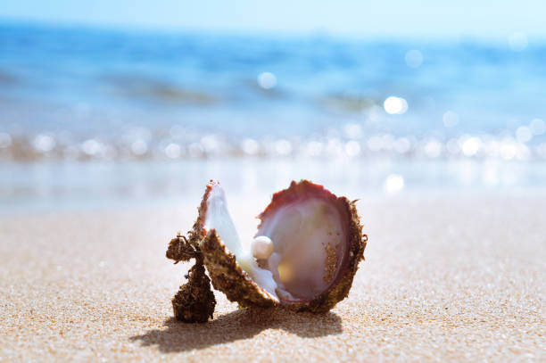 Sea shell with pearl inside 2017 photo on the sand of Protaras beach oyster pearl stock pictures, royalty-free photos & images