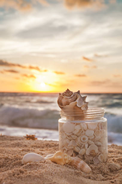 Sea Shells Collected In A Grass Jar On Tropical Sandy Beach With Sunrise Over Ocean stock photo