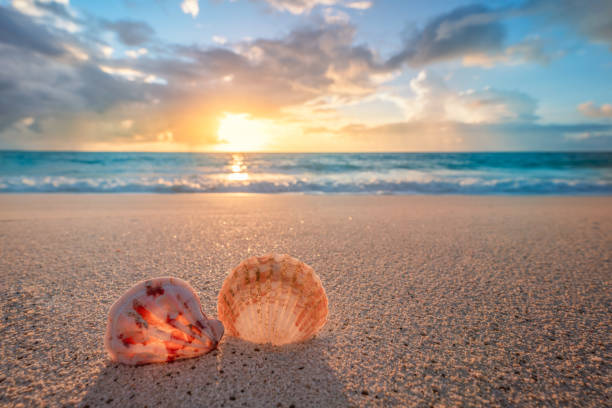 Sea shells on tropical beach stock photo
