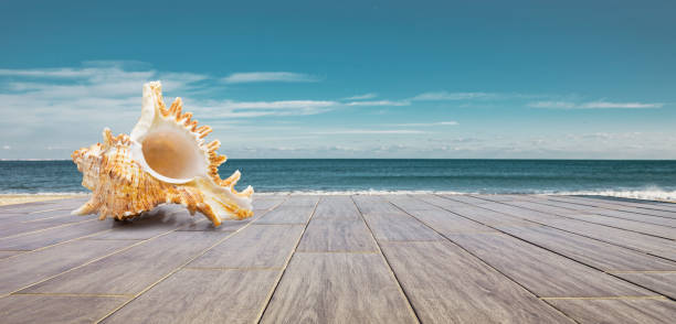 Sea snail on a wooden terrace by the sea with a view to the horizon stock photo