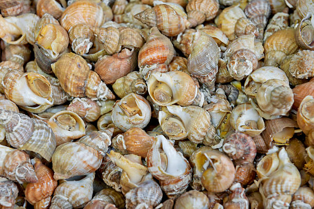 escargots de mer - bulots photos et images de collection
