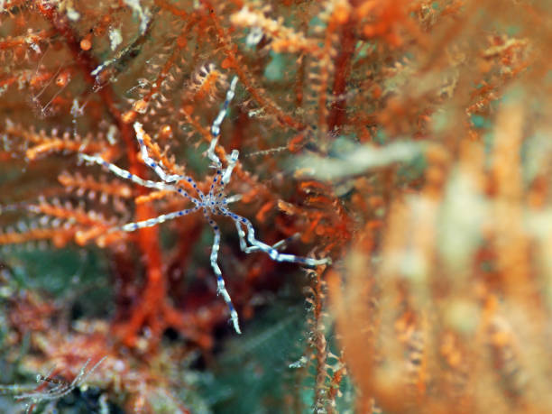 Sea spider hangs onto soft corals stock photo