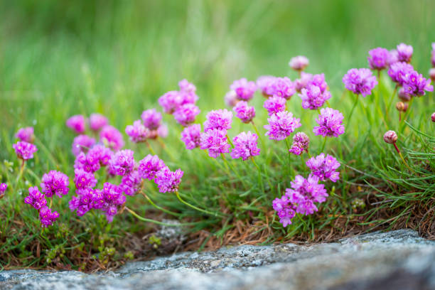 Sea Thrift flowers and grass stock photo