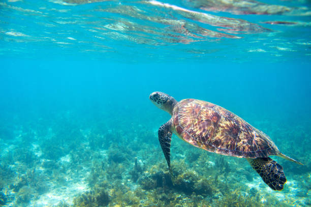 Sea tortoise in turquoise sea shore. Tropical island seashore nature. stock photo