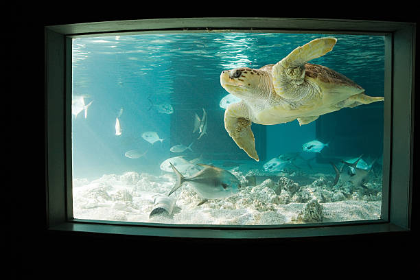 Sea turtle in aquarium new england aquarium stock pictures, royalty-free photos & images