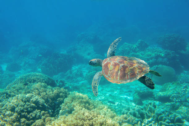 Sea turtle in blue water, underwater coral reef photo. Cute sea turtle in blue water of tropical sea. Green turtle underwater photo. Wild marine animal in natural environment. stock photo