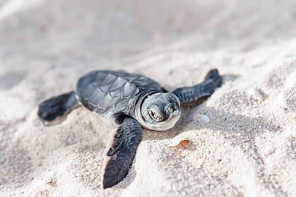 tartaruga marina newborn.semi vista anteriore. - tartarughe foto e immagini stock