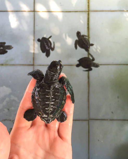Sea Turtle on the hand before first swim in the pool with family. Reptile newborn hatched from egg. stock photo