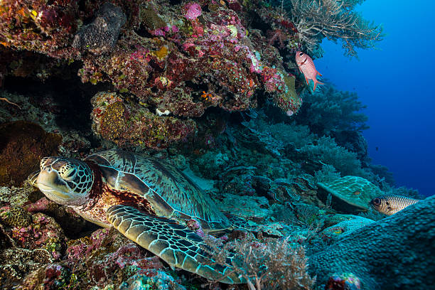 Sea Turtle - Palau Sea turtle swimming among the rich coral reefs of Palau babeldaob island stock pictures, royalty-free photos & images