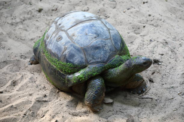 tartaruga marina - gigifoto foto e immagini stock