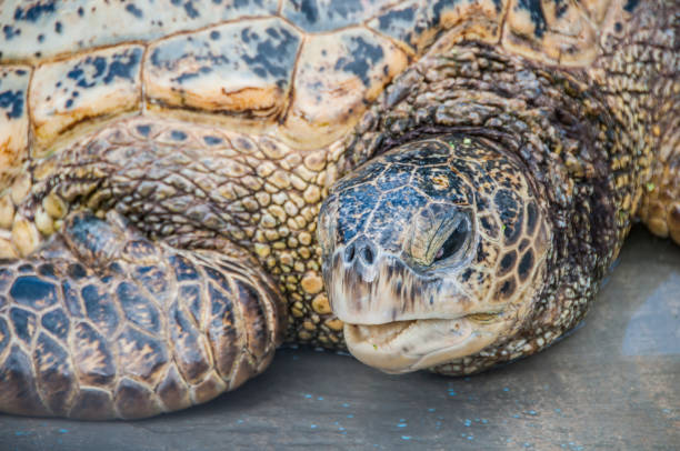 Sea Turtle stock photo