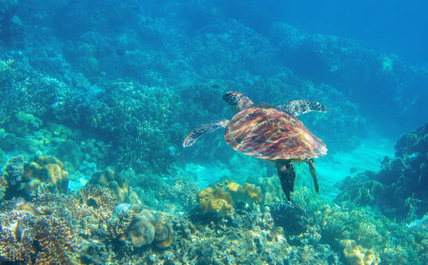 Sea turtle swimming in blue water. Cute sea turtle in blue water of tropical sea. Green turtle underwater photo. Wild marine animal in natural environment. Endangered species of coral reef. stock photo