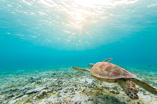 A Sea turtle swimming in shallow pristine waters of Zamami island, Okinawa.