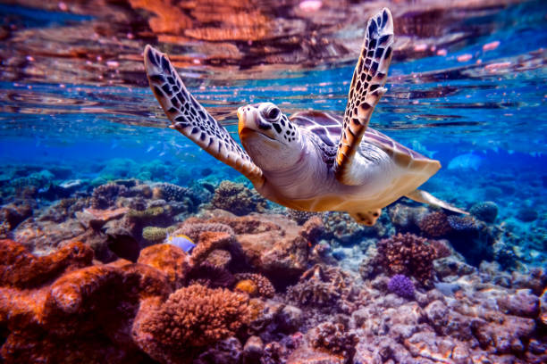 Sea turtle swims under water on the background of coral reefs stock photo