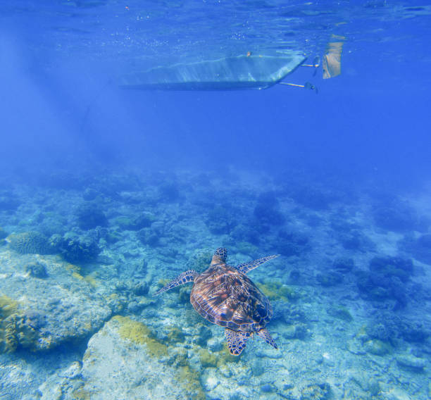 Sea turtle under boat. Tortoise swims underwater in blue tropical sea. stock photo