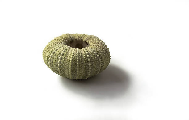 Sea urchin shell stock photo