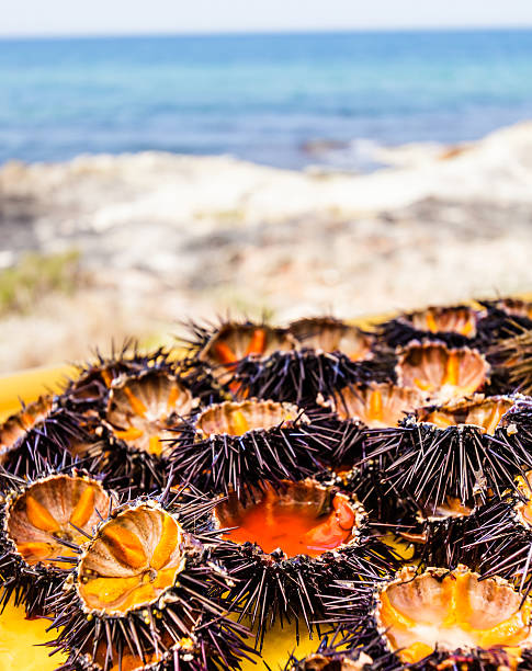 Sea urchins (ricci di mare) stock photo