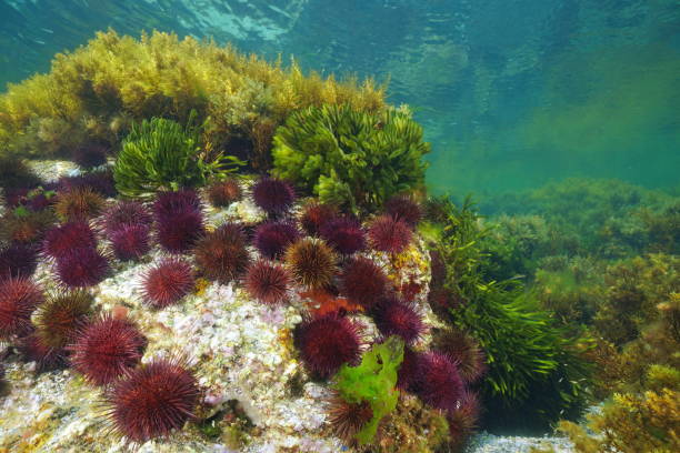 Sea urchins with algae underwater Atlantic ocean stock photo