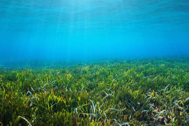 Seabed Neptune grass Posidonia oceanica underwater stock photo