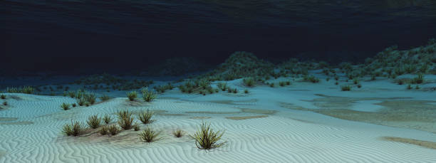 Seabed with corals stock photo