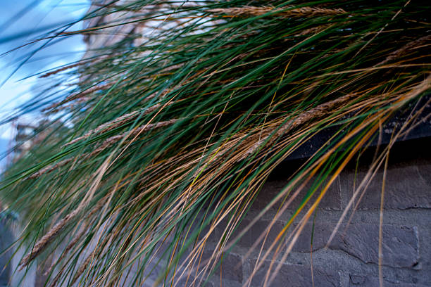 Seagrass dunes on the Belgian Coast stock photo