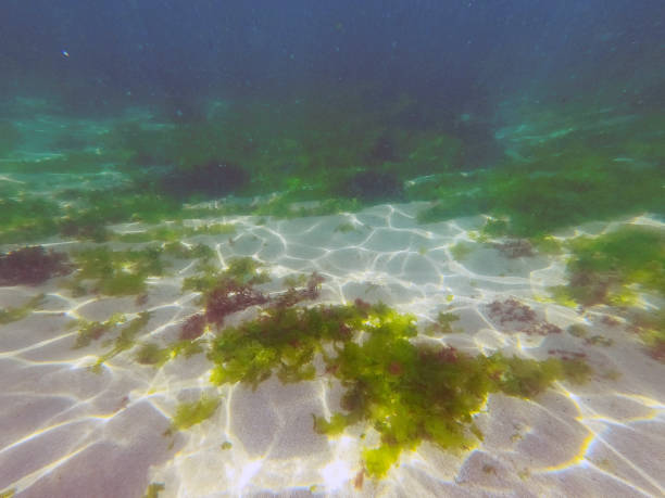 Seagrass underwater stock photo