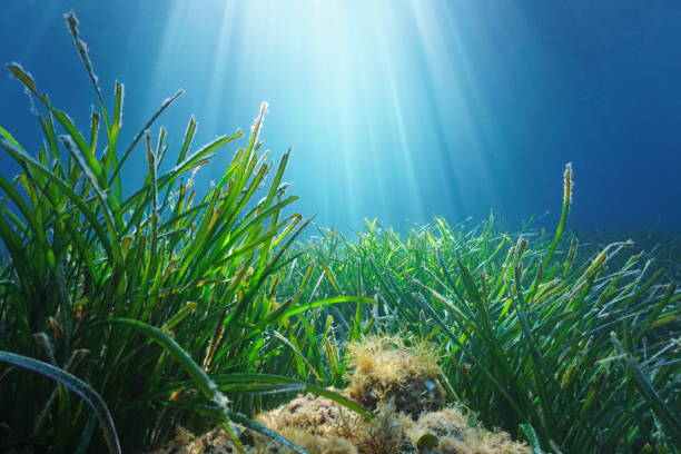Seagrass underwater sunlight Mediterranean sea stock photo