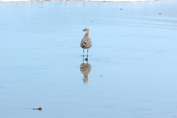 Seagull and reflection in the shoreline stock photo