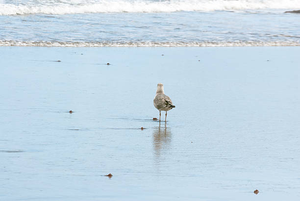 Seagull and reflection in the shoreline stock photo