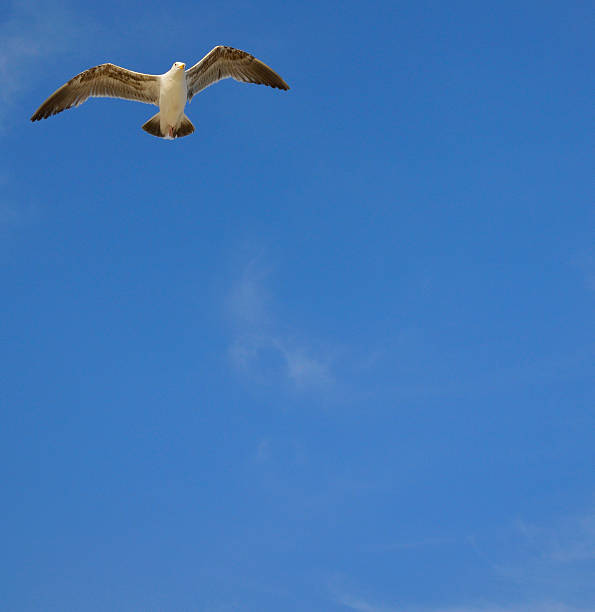 Seagull and sky stock photo
