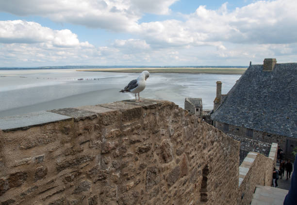 Seagull at Le Mont Saint-Michel, medieval fortified abbey and village on a tidal island in the Normandy, France, at low tide Le Mont-Saint-Michel, France - September 13, 2018: Seagull at Le Mont Saint-Michel, medieval fortified abbey and village on a tidal island in the Normandy, France, at low tide bills saints stock pictures, royalty-free photos & images