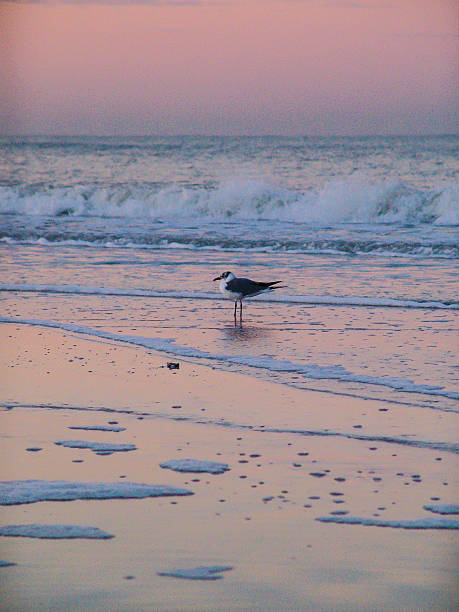 Seagull at sunrise stock photo