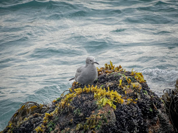 Seagull bird in the coast of Chile stock photo