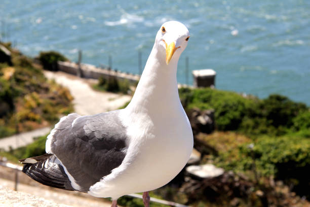 Seagull bird standing on his feet and attentively looking at the camera stock photo