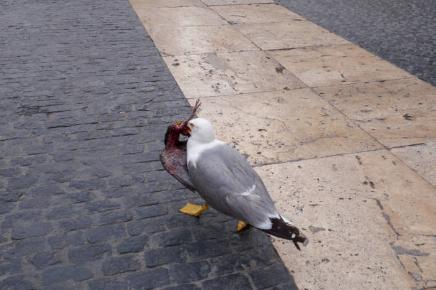 Seagull eating a death pigeon on the street. Bird fight, predator gull. stock photo